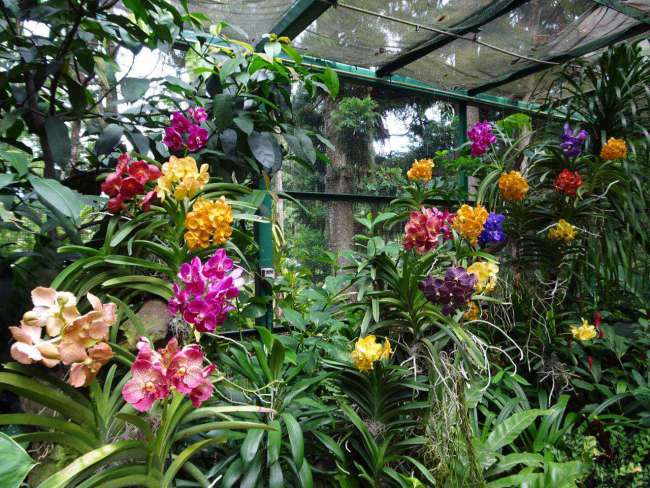 Impressed by the Orchid Garden