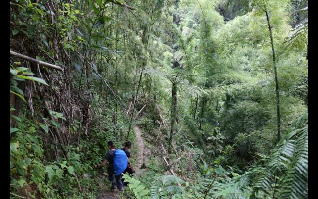 Rainforest trek in Marojejy National Park