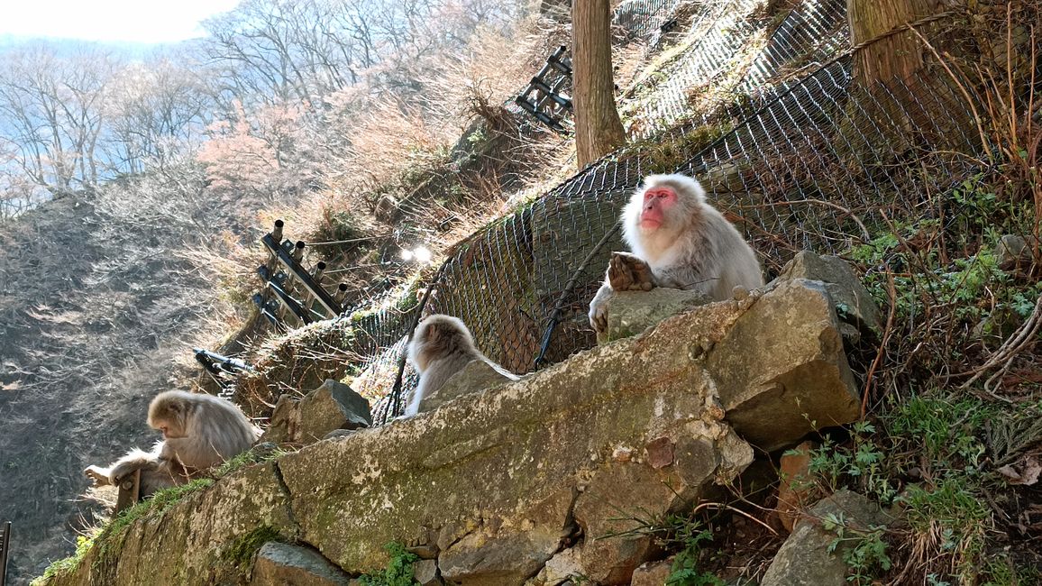Nagano - Japanese Monkey Gang