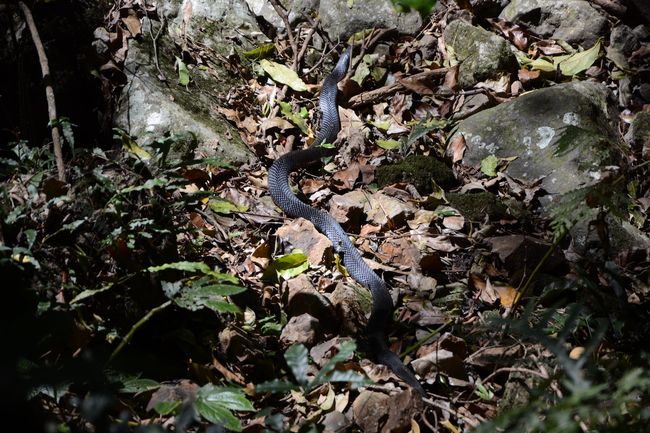 Snake in the stream bed