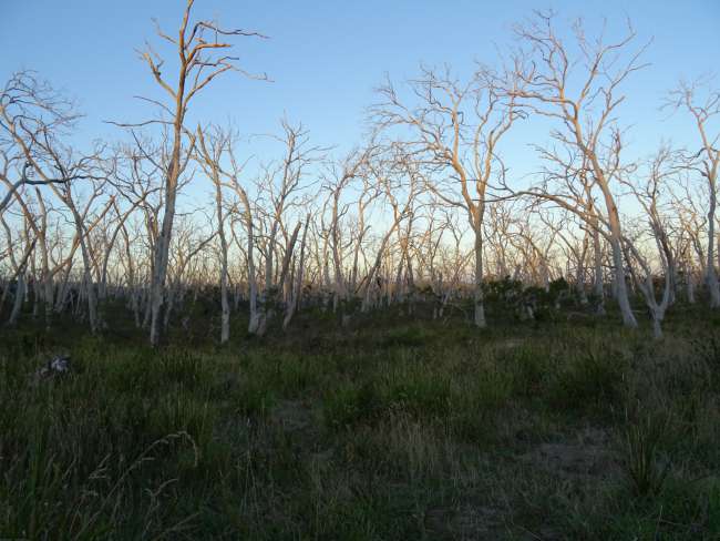 Abgestorbene Bäume, die aufgrund der ätherischen Dämpfe des Eukalyptus nicht zerfallen
