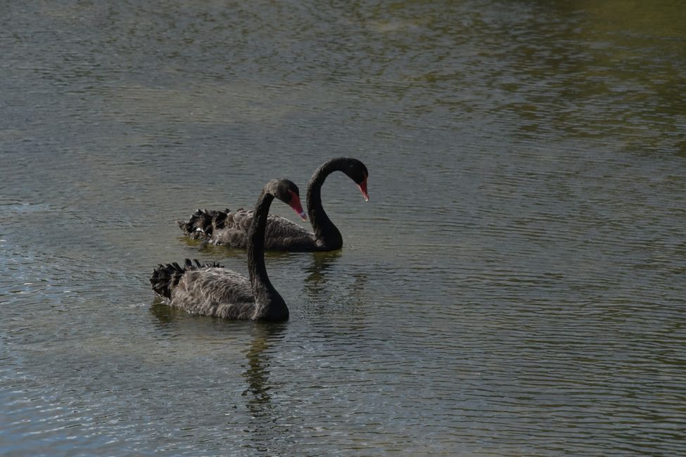 Waimangu Volcanic Valley - Black swans