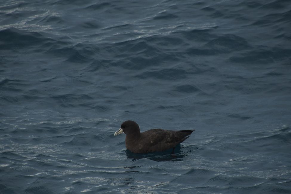 Kaikoura - Shy albatross