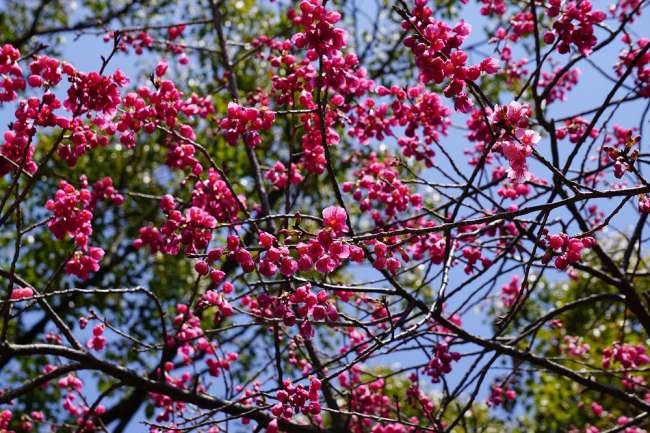 Kirschblüte in Kagoschima