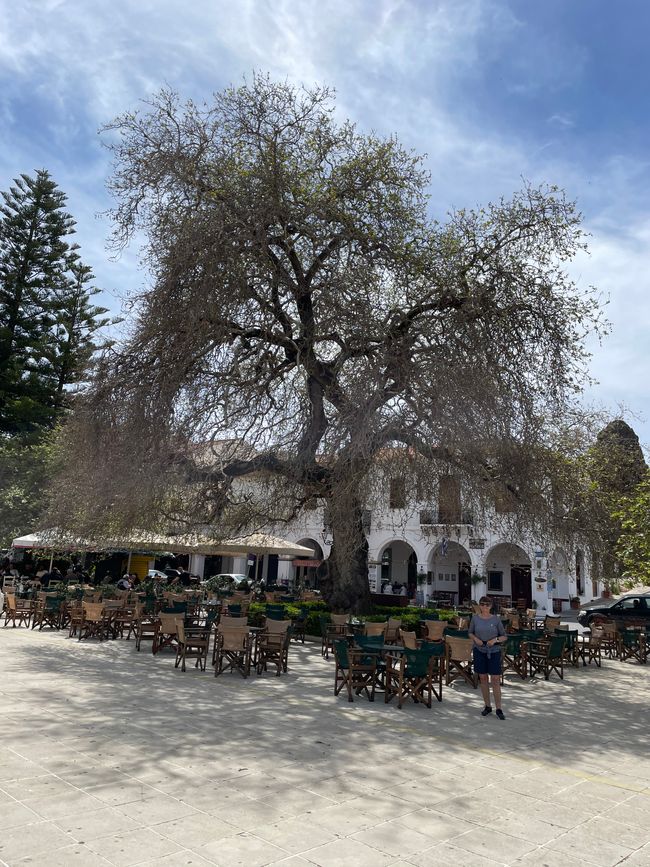 There are beautiful plane trees on the Plaza in Pylos