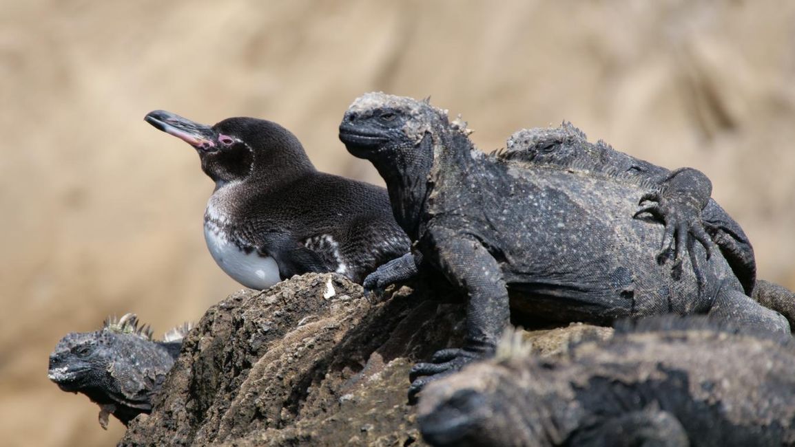 da hat sich ein Galapagos-Pinguin zwischen den Leguanen versteckt