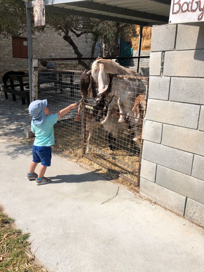 Golden Donkey Farm: Feeding time