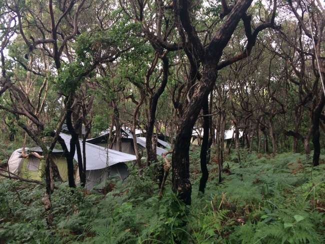 Campingplatz in der Wildnis auf Fraser Island