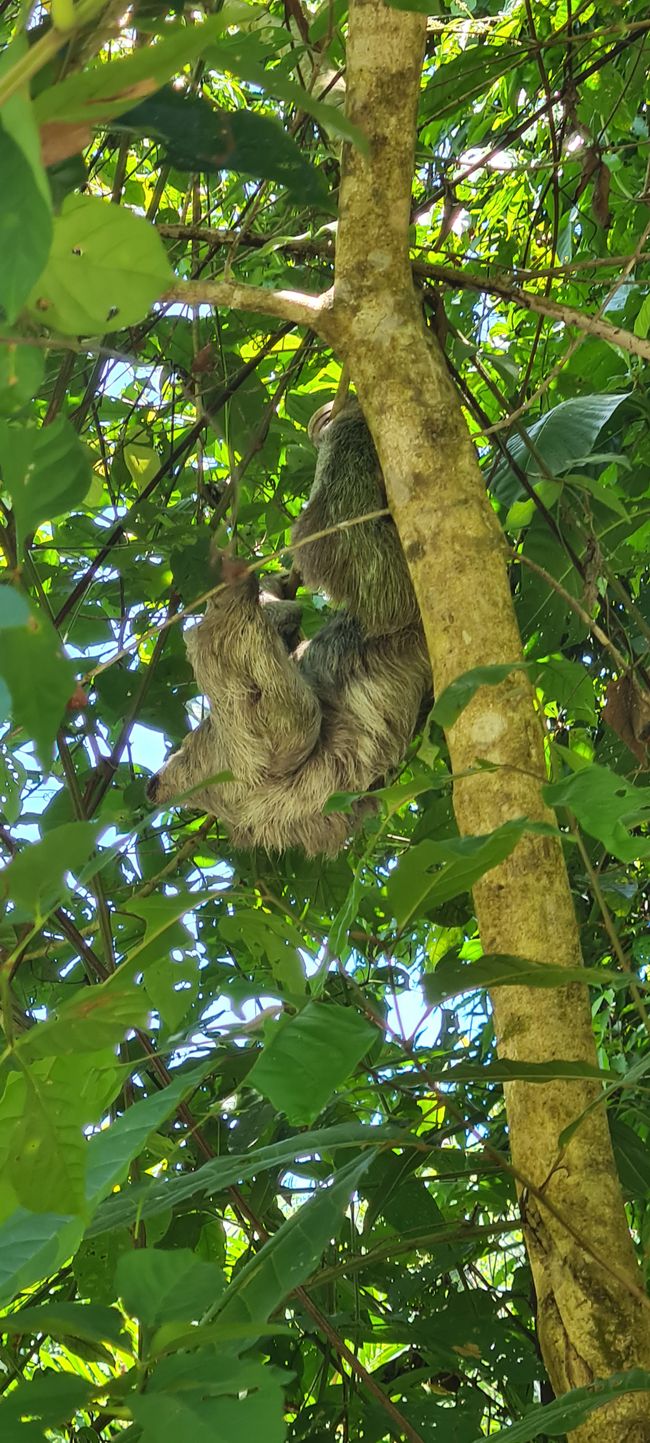 Three-toed Sloth (without head)