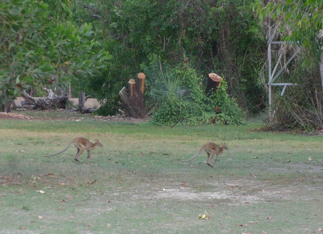 Kakadu Nationalpark – Krokodile, Kängurus und Kakadus in freier Wildbahn (Australien Teil 6)