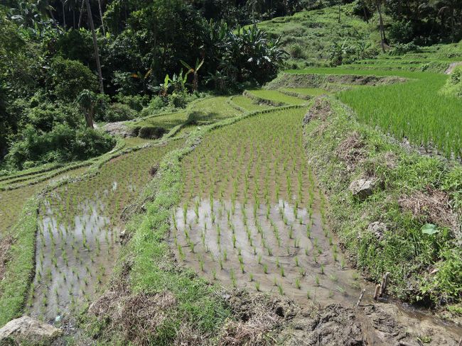 Dance through the rice terraces ^ ^ (Day 153 of the world trip)