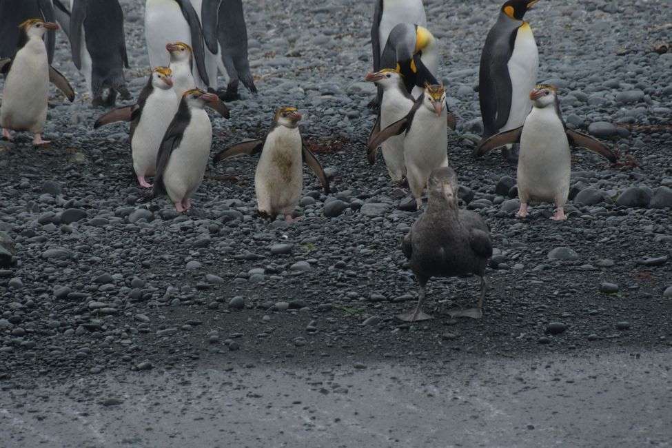 King and Royal Penguins and Southern Giant Petrel