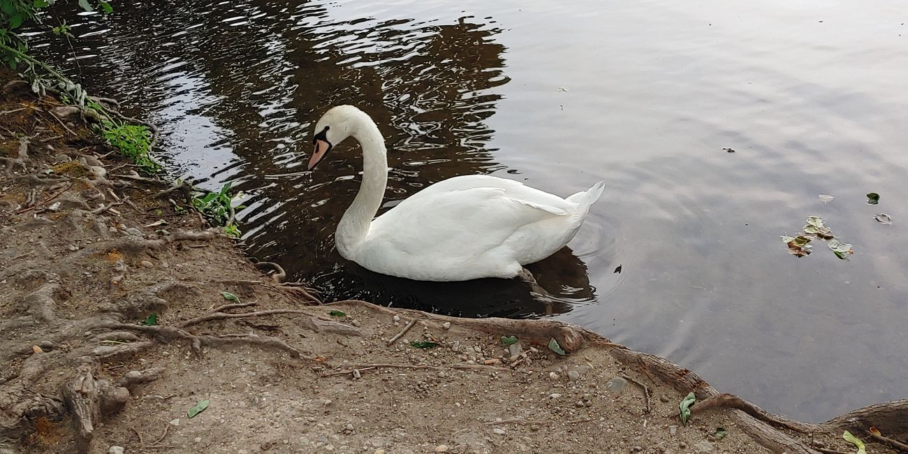 Wildlife am Hochrhein