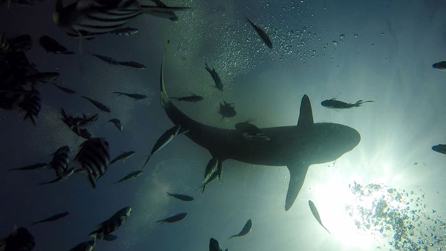 Shark-Diving in Fidschi