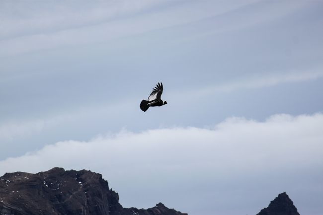 Anden-Kondor auf dem Rundflug über dem Gletscher