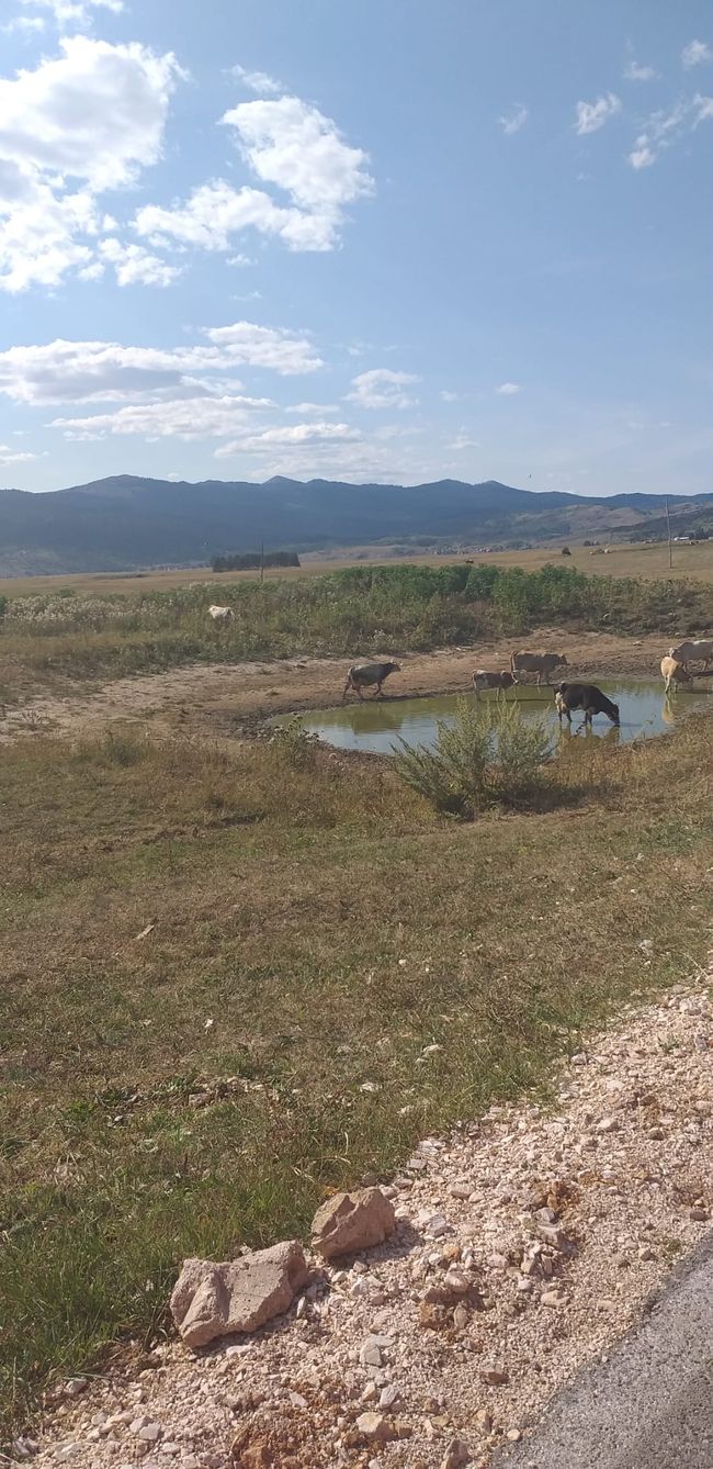 Kühe auf der Fahrbahn ist in Bosnien nicht nur ein Verkehrsschild