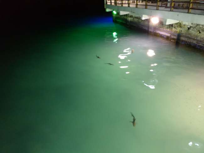 Small sharks in the harbor basin