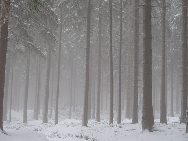 Magischer Nebel und Schneefall im Wald