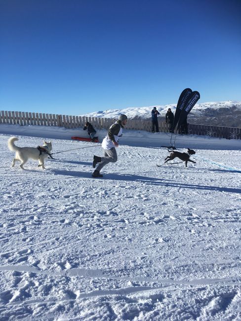 Queenstowns Winter Festival: Hunderennen im Schnee, Helibungeejumps und viel Musik