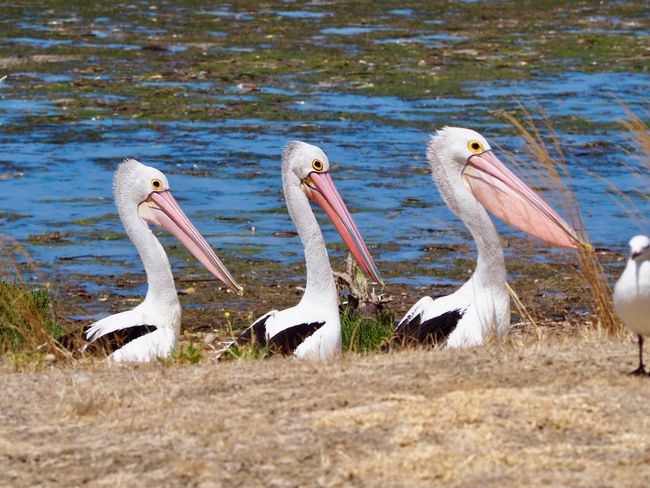 pelican stand off