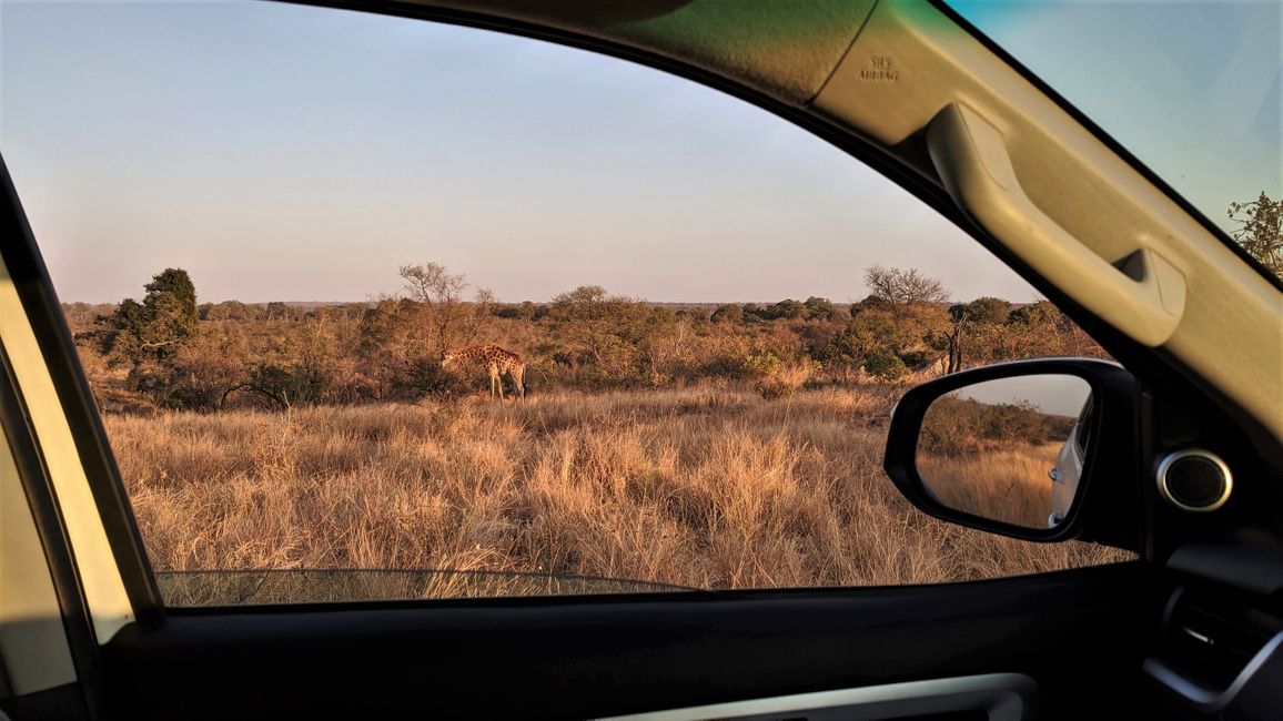 Dag 17: Vi udforsker det sydlige Kruger NP