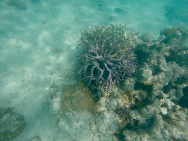 Nigngaloo Reef Underwater