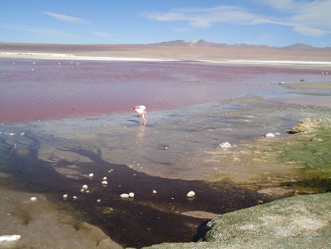 Salt desert, flamingos and volcanoes