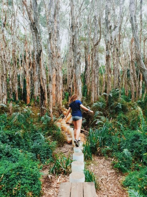 The coolest walking trail ever among trees with paper bark 