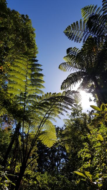 Day 3: Ruakaka - Waipoua Forest