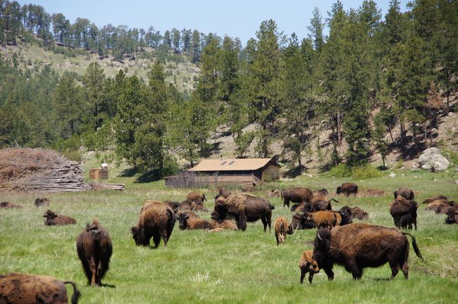Pronghorns, Mount Rushmore, Bisons in Custer State Park