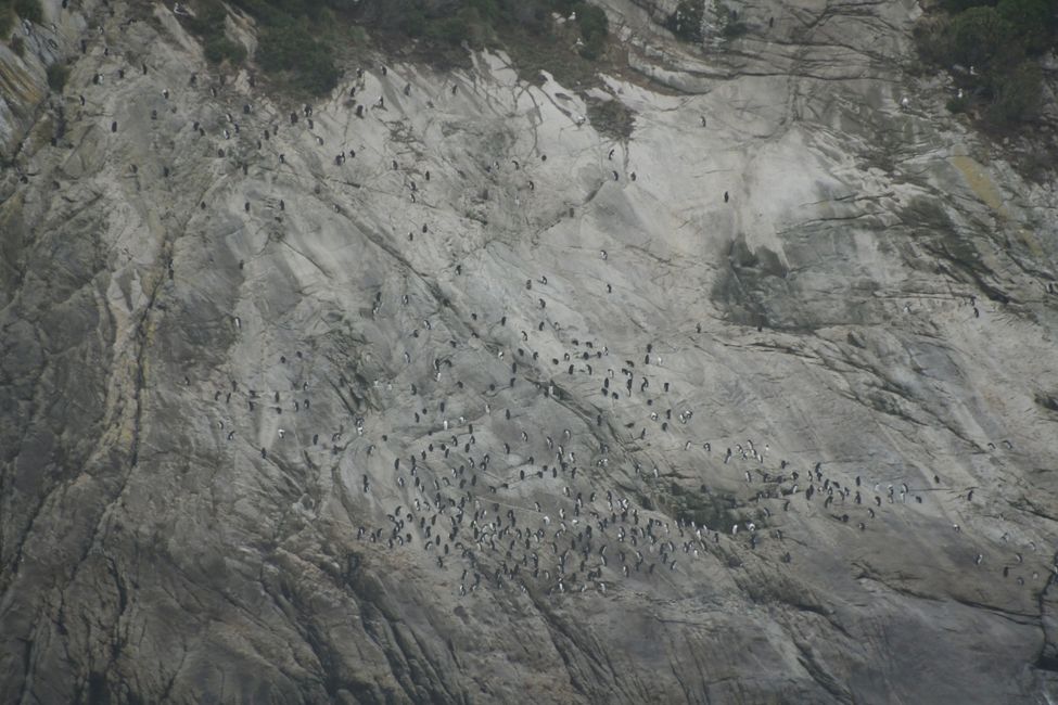 Snares Island Penguins