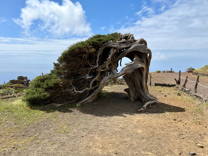 Juniper tree bent by the wind in El Sabinar