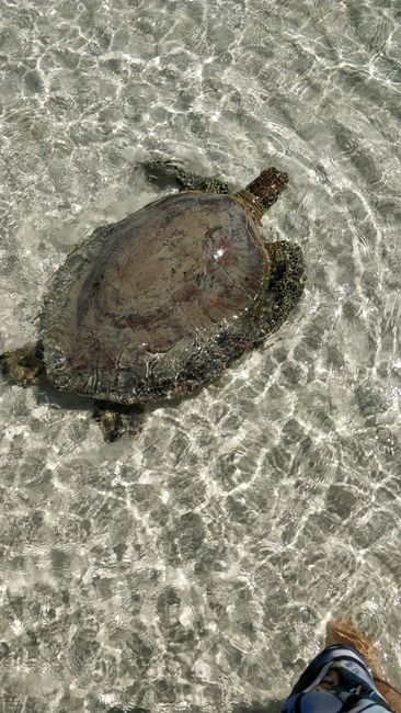 Turtle migration into the sea