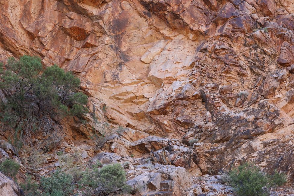 Yellow Footed Rock Wallabies at Brachina Gorge