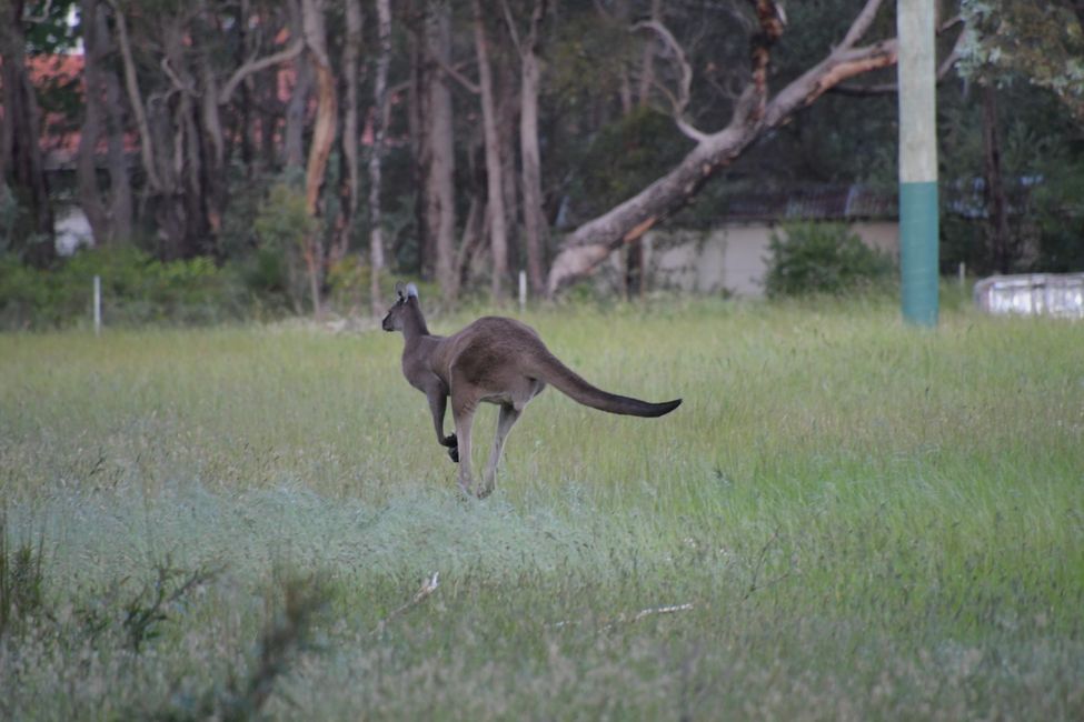 Australia - Western Australia - Southwest - Red Kangaroo