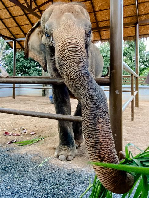 Tag 7 Koh Samui Elephant Sanctuary