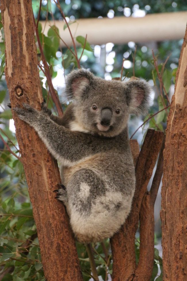 Tag 4: Lone Pine Koala Sactuary / Brisbane