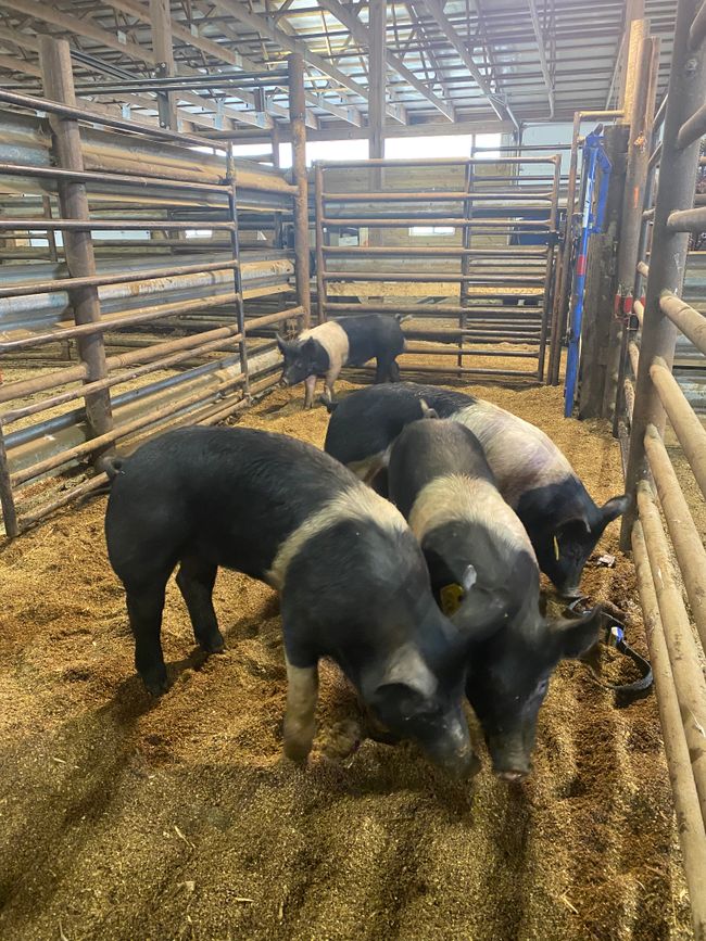 Schweine/ pigs