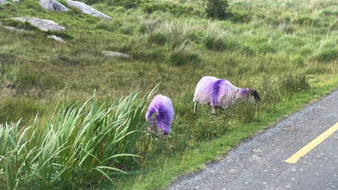 Schafe für lila Pullis 