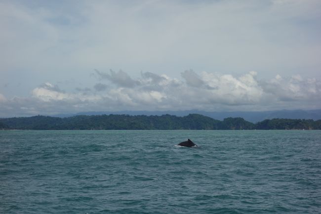 Buckelwale vor der Westküste im Pazifik