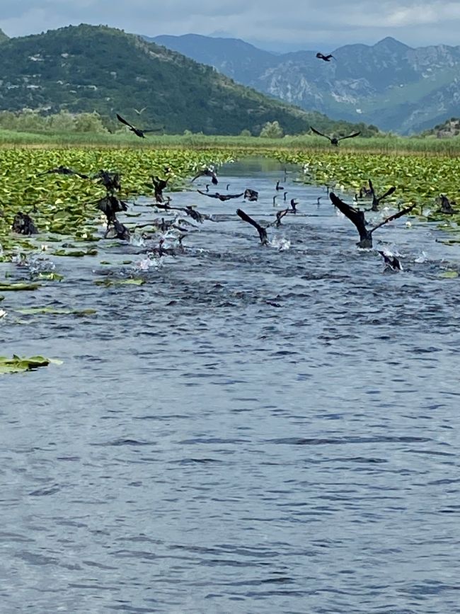 Skadar Lake