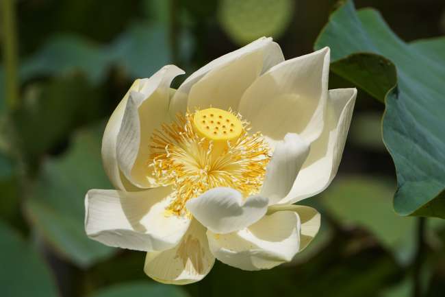 Lotusblüte am Aufblühen