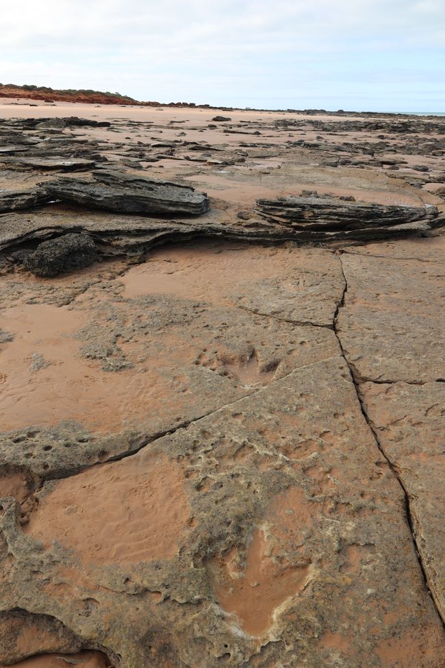 Riddell Beach: Dinoprint