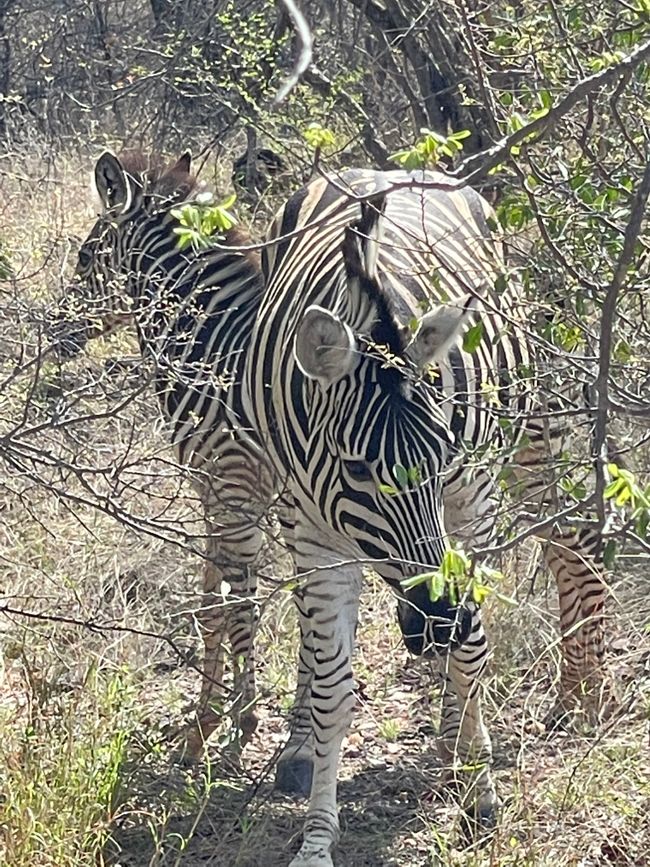 Zebras in Kelora