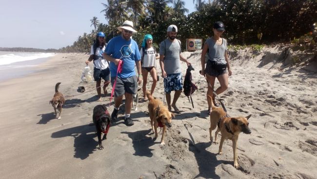 Dogwalk in Palomino (Colombia)