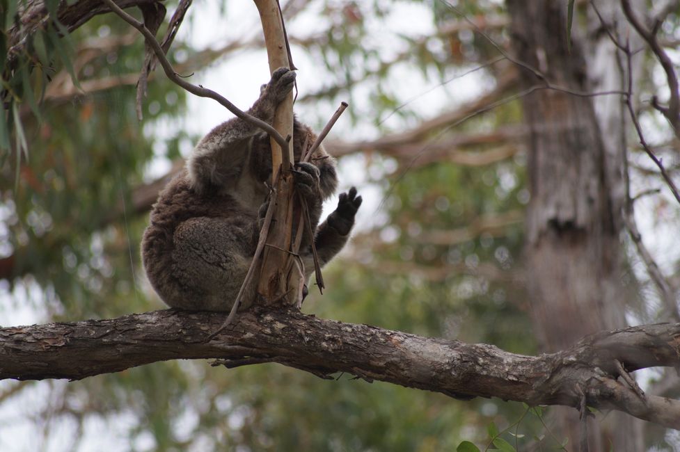 Koalas an der Straße