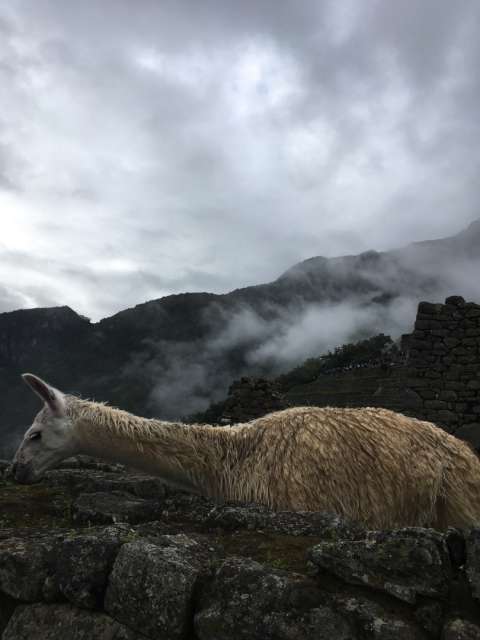 Cusco and the Inca Jungle Tour (PER)