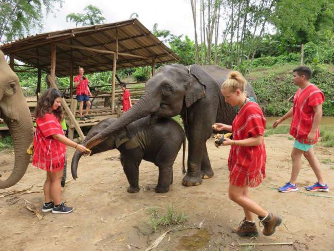 Thailand - Elephant Family Care