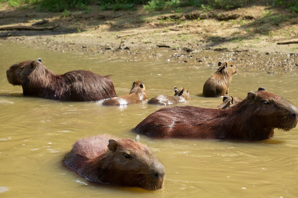 Capybara-Familie
