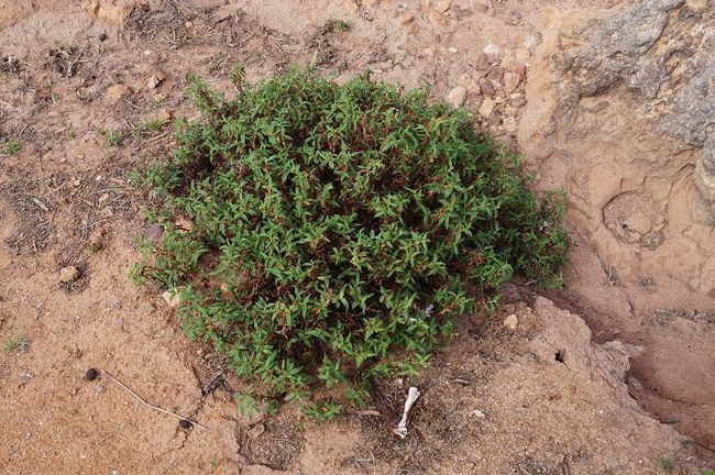 Sensational, a green plant in the rock